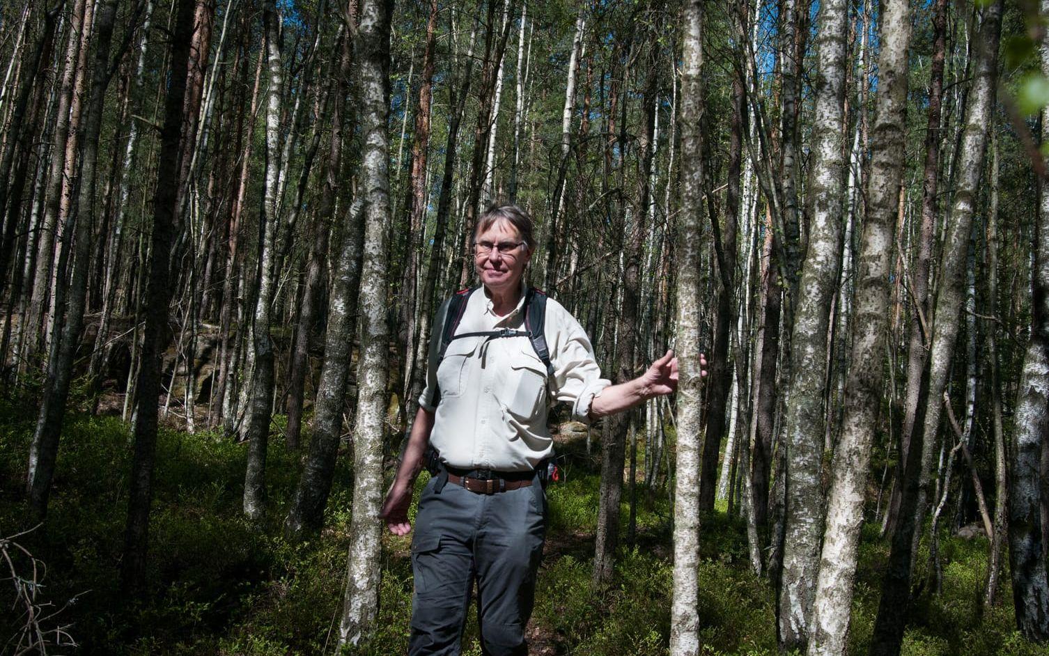 För 15-20 år sedan, hade en gallring varit meningsfullt, menar Mikael Sundström. Nu är träden redan rangliga.