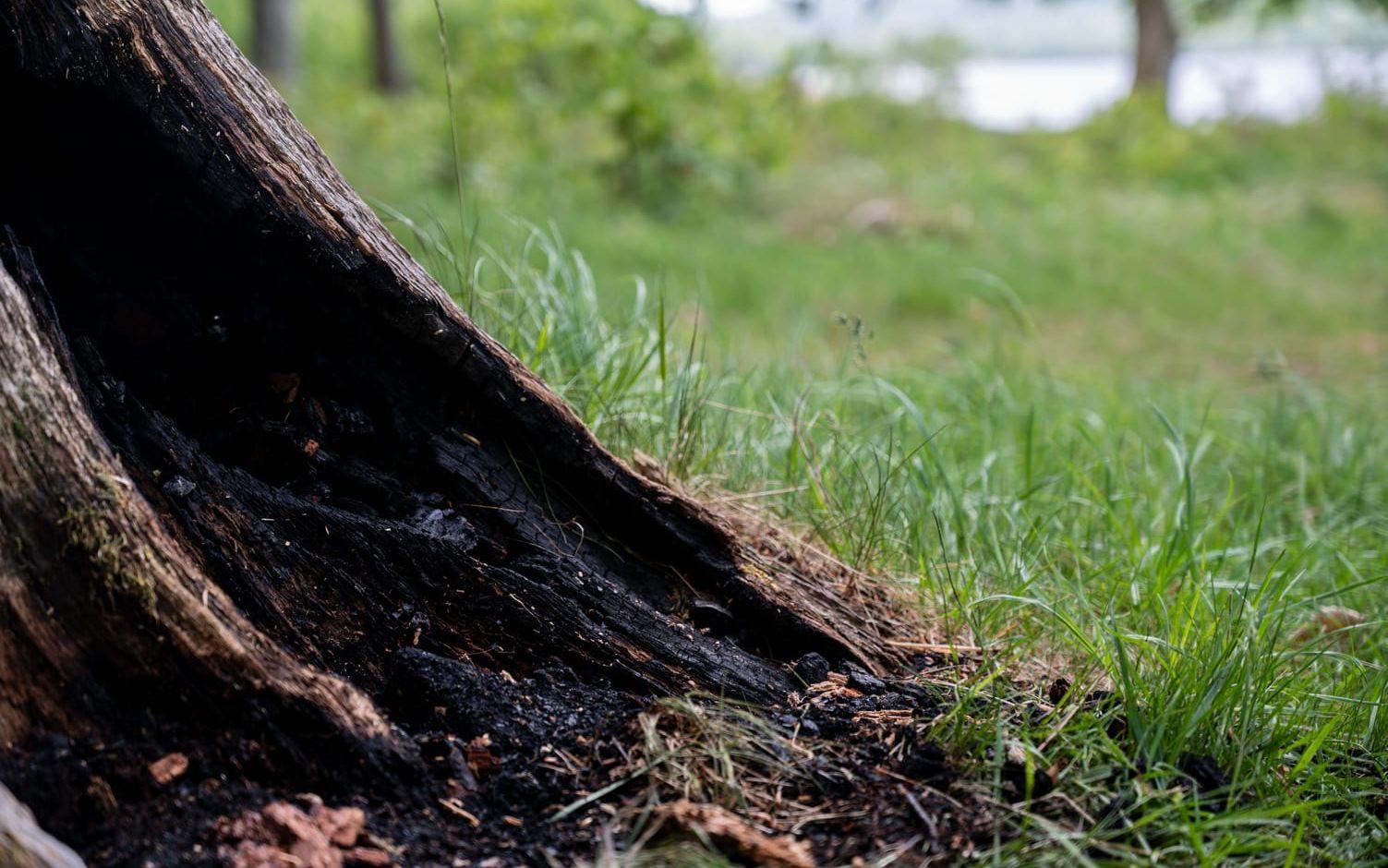 När LT kommer till platsen doftar det bränt och stora delar av trädet är förkolnat.