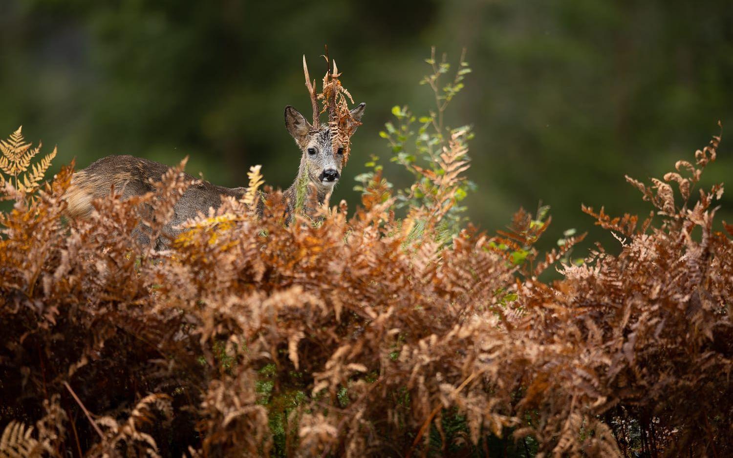 En råbock fotograferad i Ödenäs på hösten. ”Lite kul med ormbunken mellan hornen” konstaterar fotografen.