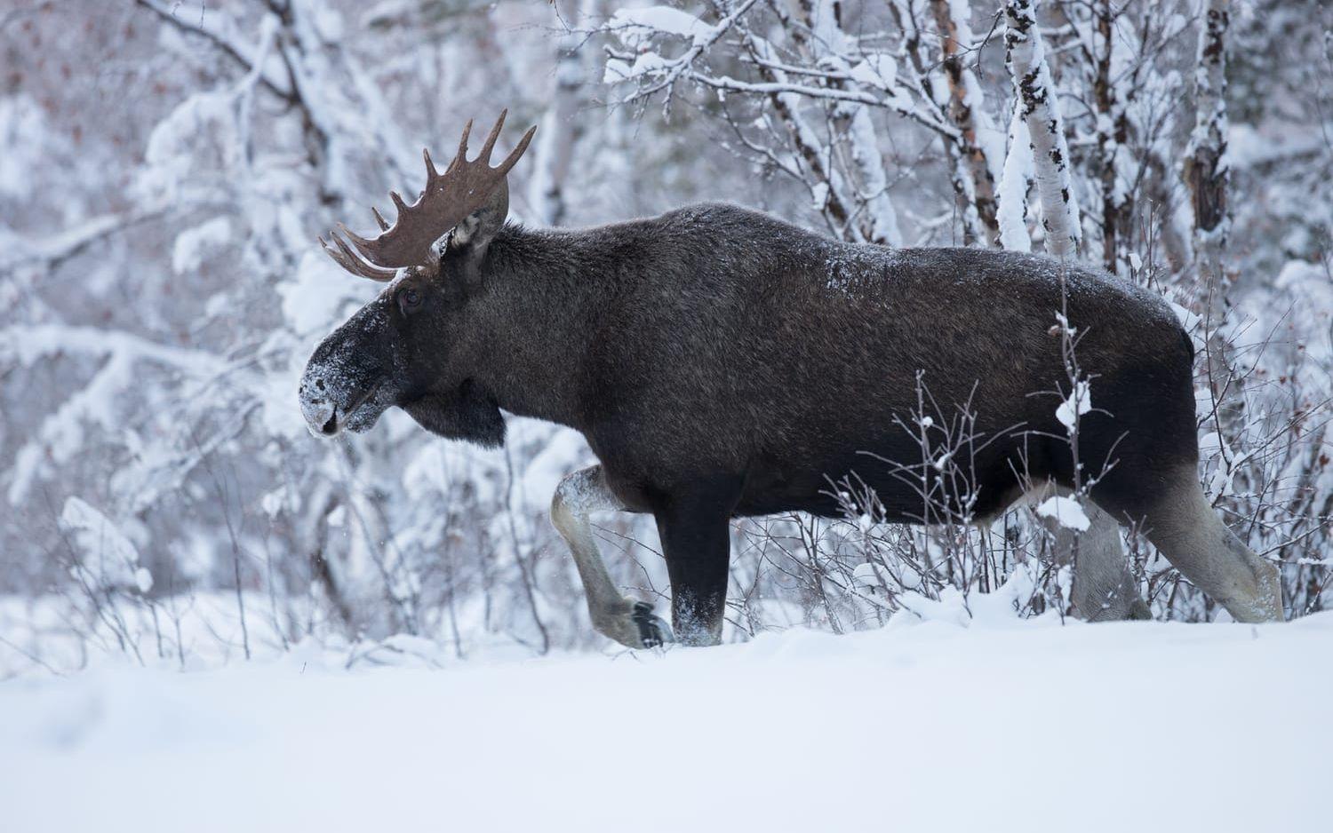 Älgtjuren är från Lappland där Kristoffer Sahlén har fotograferat vinterälg ett antal år.