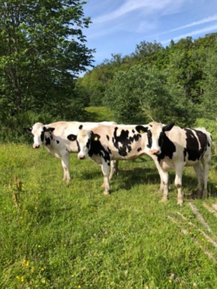 Några av gårdens kossor i sommarhagen. 